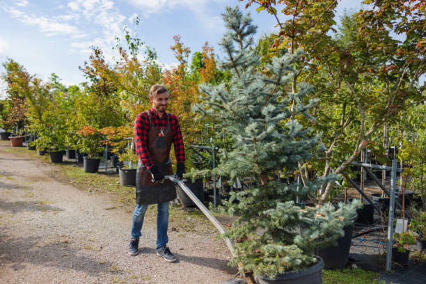 Best Storm Damage Tree Cleanup  in Ebensburg, PA